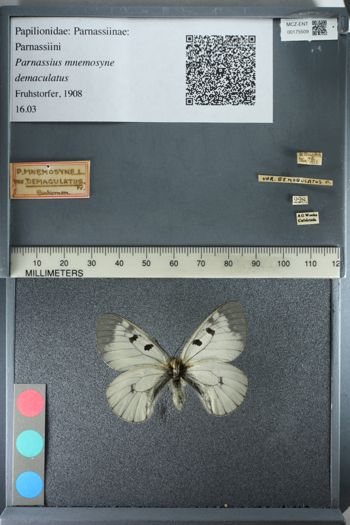 Media type: image;   Entomology 175509